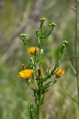 Crepis foetida, baharın aydınlık bir gününde yeşil çimen ve diğer bitkilerin yetiştiği bir tarlada sarı çiçekler ve dallar gösteriyor..