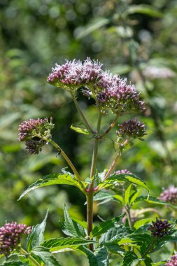Eupatorium cannabinum 'un pembe çiçek kümeleriyle uzadığı görülmektedir. Bu bitki yaz boyunca doğal bir bölgede çiçek açar ve böcekleri çiçeklerine çeker..