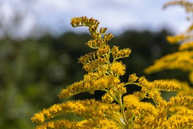 Kanada altın sarısı sarısı çiçekleri uzun bir düzende sergiler yaz sonlarında bir tarlada durur ve arka planda biraz yeşillik vardır..