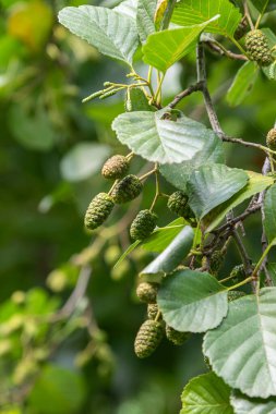 Yaygın alder ağacı yuvarlak çentikli yapraklar ve küçük koni benzeri meyveler sergiler. Sahne, parlak ışıkla yeşil bir çevrede büyüyen ağacı yakalar..
