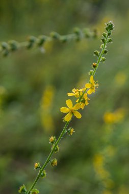 Uzun bienal bitki tarlada yoğun sarı çiçekler gösteriyor. Çiçekler parlak ve sıcak güneş ışığında çeşitli polen taşıyıcıları çekiyor..