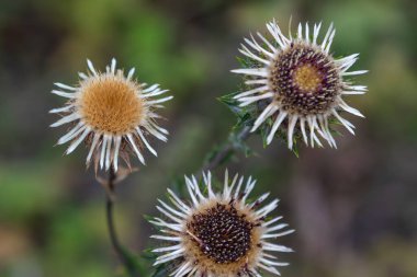 Üç yaygın deve dikeni çiçeği eşsiz yapılarını doğal bir ortamda sergiler. Sahne, güneş ışığı altındaki her çiçeğin detaylarını gösteriyor..
