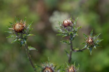 Carlina vulgaris 'in baharın sonlarında bir tarlada büyüdüğü görülüyor. Bitki yeşil dikenli yapraklar ve saman gibi çiçekleri bulanık bir arka planda çiçek açmaya hazırlanırken gösteriyor..