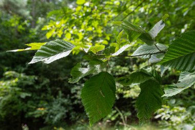 Gündüz vakti, bir orman ortamında, Alelade bir Alder ağacının yaprakları yakalanır. Yuvarlak çentikli yapraklar yeşil arka planda vurgulanmış..
