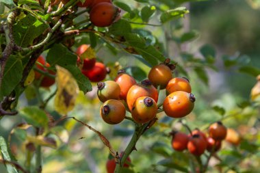 Turuncu kırmızı kalçalar, açık güneş ışığı altında yeşil yapraklarla çevrili Rosa Canina çalıları üzerinde büyür ve canlı doğal bir manzara yaratır..