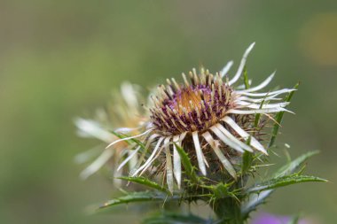 Carlina vulgaris bir çayırda dimdik duruyor. Bitkide dikenli yapraklar ve saman benzeri çiçekler yer alıyor. Bazı böcekler yaz başında parlak güneş ışığına çıkarlar..