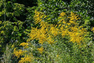 Solidago canadensis, Kuzey Amerika 'da yaz sonlarında yeşil yaprakların arka planında canlı sarı tüyler sergiliyor..