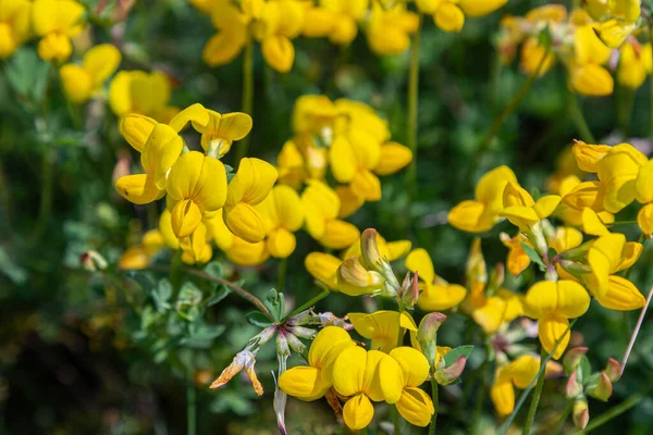 Yaygın kuş ayağı folyo parlak güneş ışığı altındaki bir bahçede sarı çiçek kümeleri sergiler. Çiçekler arıları çeker ve kelebekler uzaya hayat katar..