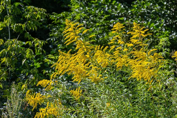 Solidago canadensis, Kuzey Amerika 'da yaz sonlarında yeşil yaprakların arka planında canlı sarı tüyler sergiliyor..