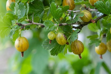 Yeşil ve sarı bektaşi üzümü kümeleri bir Ribes uva-crispa çalısının dikenli dallarından sarkan verimli bir bahçede tart potansiyellerini sergiliyor..