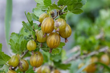 Ribes uva-crispa ya da Avrupa bektaşi üzümü kümeleri canlı bir bahçedeki dikenli bir çalılıkta ekşi böğürtlenler sergiliyor. Yaz sonu ideal hasat koşulları sağlar..