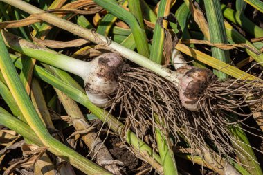 Sarımsak soğanları, taze beyaz derilerini ve gür köklerini açık gökyüzünün altındaki yemyeşil yeşillik bahçesinde sergileyerek topraktan çıkarılırlar..