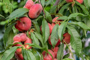 Bereketli dallar olgun Satürn şeftalileriyle doludur. Çevrelerinde canlı yeşil yapraklar vardır. Hasat zamanı meyvenin eşsiz şeklini ve rengini gösterir..