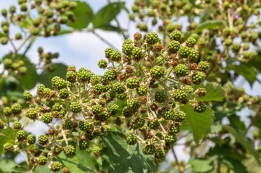 Avrupa çiğ çileklerinin yeşil meyveleri, bereketli yapraklarla çevrili dikenli kökler üzerinde olgunlaşmakta. Parlak, güneşli bir ortamda, tipik bir bahar sonu..