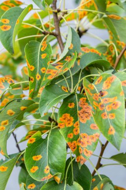 Armut yaprakları, bir yerleşim yerinin bahçesinde bahar sonu mevsiminde armut pas hastalığının belirgin turuncu noktalarını ortaya çıkarır..
