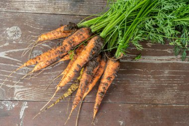 Yeşil tepeli taze havuçlar kırsal ahşap bir yüzeyde dinlenirken toprak dokusunu gösterir. Canlı turuncu renk ahşap arka planla çok güzel zıtlaşıyor..