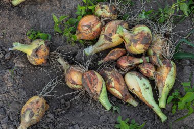 Toprakta taze toplanmış soğan kümesi köklerini ve sıcak güneşin altında hafifçe kirli derilerini göstererek yaz sonlarındaki cömertliği yansıtıyor..
