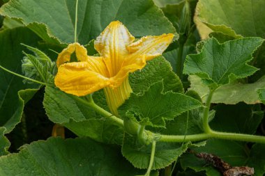 Geniş yeşil yapraklarla çevrili canlı sarı bir kabak çiçeği, sebze bahçesindeki yazın mahsulünün güzelliğini gözler önüne seriyor..