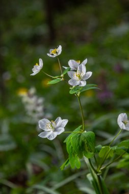 Bereketli bir bahar ormanında Isopyrum thalictroides canlı yeşillikler ve diğer orman bitkileriyle çevrili narin beyaz çiçeklerini sergiler ve dingin doğal bir güzellik yaratır..