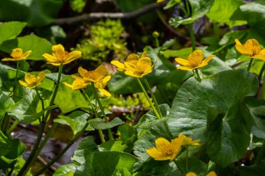Caltha palustris, bereketli bir sulak arazide, verimli yeşil yapraklarla çevrili sarı çiçeklerle çiçek açar. Bu bitki doğal yaşam alanını geliştirir..