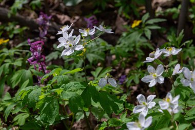 Isopyrum thalictroides, yumuşak gün ışığında yemyeşil yapraklar ve renkli kır çiçekleriyle çevrili bir bahar ormanında gelişir. Sahne doğanın güzelliğini yakalar..