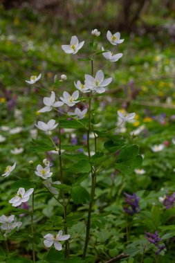 Isopyrum thalictroides, bereketli bir bahar ormanının ortasında çeşitli renkli kır çiçekleriyle pitoresk bir ortam oluşturan narin beyaz çiçekleri sergiler..