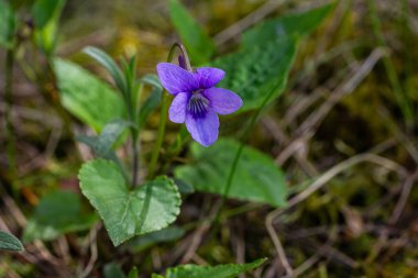Yumuşak yeşil ve yumuşak toprak tonlarıyla çevrili, berrak bir ormanda, parlak güneş ışığı altında açan narin, tatlı menekşe çiçekleri barışçıl bir atmosfer yaratıyor..
