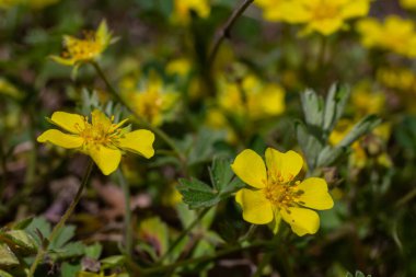 Parlak sarı potensiyel sürüngen kümeleri güneşli bir çayırda çiçek açıp polen taşıyıcıları cezbeder ve ilkbahar güzelliğindeki resimsel manzarayı güzelleştirir..