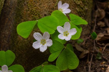 Narin beyaz çiçekler ve yonca benzeri Oxalis asetosella yaprakları orman zemininde serpilmiş ve bahar aylarında dünyanın çevresinde canlı bir görüntü oluşturmuştur..