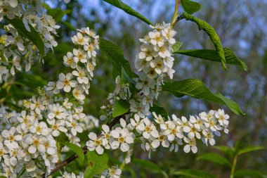 Prunus padus dallarında çiçek açan narin beyaz çiçek kümeleri berrak mavi gökyüzünün altında sakin bir açık havada baharın güzelliğini vurgular..