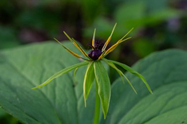 Paris 'teki bir kuadrifolia bitkisi, doğanın güzelliğini vurgulayan sakin bir ormanlık alanda bulunan canlı yeşil yapraklarla çevrili çarpıcı koyu renkli böğürtlenini sergiler.