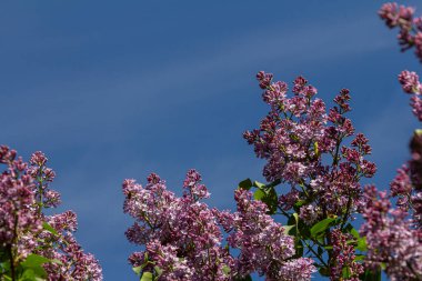 Mor tonlardaki leylak demetleri parlak mavi bir gökyüzüne karşı canlı bir şekilde çiçek açar. Baharın güzelliğini tam bir salınımla temsil eder..