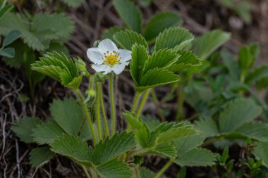 Kremalı çilek bitkisinin narin beyaz çiçekleri ve bereketli üç yapraklı yaprakları bahar mevsiminde doğal ortamında gelişir..