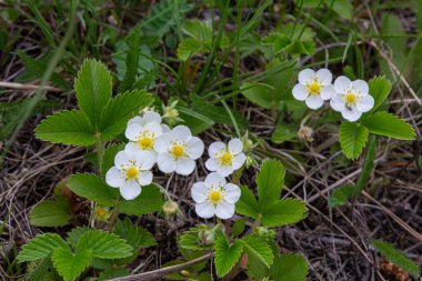 Kremalı çilek bitkileri, bereketli yeşil bir tarlada beyaz çiçeklerini ve üç yapraklı yapraklarını sergiliyor. Baharın ve çilek mevsiminin gelişini işaret ediyorlar..