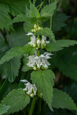 Beyaz ölü ısırgan otları, sakin bahar mevsiminde huzurlu bir bahçede büyüyen canlı yeşil yaprakların üzerinde küçük beyaz çiçek kümeleri oluşturur..