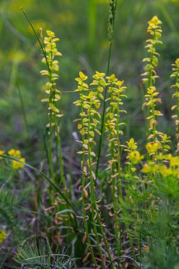 Lysimachia vulgaris kümeleri, bu daimi bitkinin güzelliğini gösteren bir su kaynağının yanındaki yeşil bir arazide canlı sarı çiçekler sergiliyor..