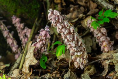 Sıradan Toothwort ormanda gelişir. Pembemsi çiçekleriyle ayırt edilir. Düşen yaprakların altından çıkar ve büyüleyici bir doğal görüntü yaratır..