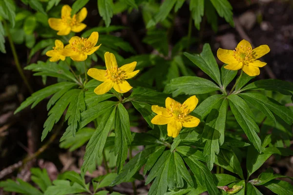 Parlak sarı anemon çiçekleri ağaçların arasından süzülen yemyeşil yapraklar ve ılık güneş ışığıyla çevrili canlı bir bahar ormanında sergilenir..