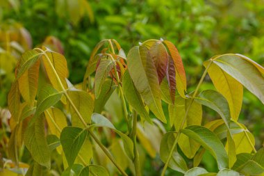 Ceviz ağacı yaprakları yaz sonlarında canlı renkler sergiliyor. Juglan rejiminin ve doğal ortamının güzelliğini gözler önüne seriyor..