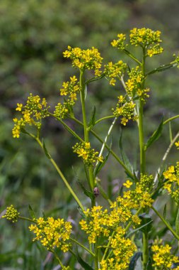 Sinapis arvensis yeşil yapraklar arasında canlı görünerek baharın başlangıcını gösteren, gelişmekte olan bir alanda parlak sarı çiçek kümeleri sergiliyor..