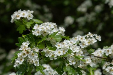 Sakin bir ilkbaharda, Hawmon Hawthorn, canlı yeşil yapraklarla çevrili narin beyaz çiçek kümeleri üretir. Tozlaştırıcıları çeker ve manzarayı güzelleştirir..