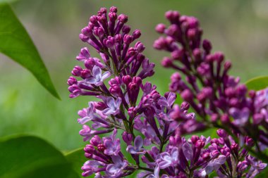 Güzel leylak çiçekleri, canlı mor renklerini, bahar boyunca sakin bir bahçede havayı tatlı bir kokuyla doldurarak sergiler..