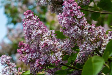 Şırınga vulgarisinden gelen kokulu mor çiçek kümeleri canlı bir görüntü oluşturuyor. Arılar ve kelebekler bahçedeki çiçeklere doğru çekilirler..
