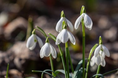 Galanthus Nivalis bahar çiçekleri saf beyaz çiçeklerini sergiliyor. Bu da baharın yemyeşil yapraklarla dolu verimli bir ormana gelişini gösteriyor..
