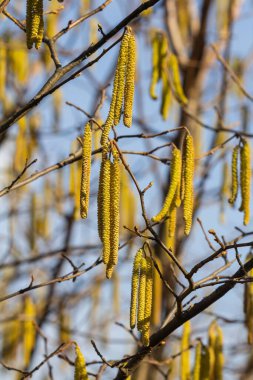 Corylus Avellan, narin dallardan sarkan parlak sarı kedi derileri sergiliyor. Açık mavi gökyüzüne karşı baharın gelişini işaret ediyor..