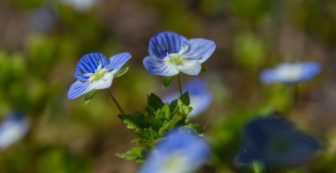 Canlı Germander Speedwell çiçekleri, güneşli bir baharın güzelliğini aydınlatan açık bir günde yemyeşil bir zemin altında çarpıcı mavi yapraklarını sergiliyor..