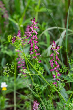 Yaygın tütsüler, canlı mor-pembe çiçeklerini canlı yeşil bir çayırda sergiliyor. Baharın doğal gelişiminin güzelliğini vurguluyor..