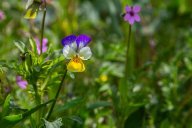 Küçük tatlı menekşeler parlak sarı ve mor çiçekleri ve kalp şeklindeki yaprakları sergiliyor. İlkbahar güneşi altında verimli bir ormanlık alanda gelişiyorlar..