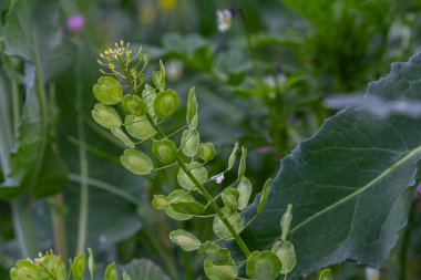 Beyaz çiçekleri ve düz kapsülleri ile tarla penisi bol yemyeşil alanda büyür. Sıcak güneş ışığında yeni bir hayat ve doğal güzellik sergiler..