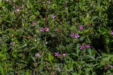 Erodyum cicutarium, birden fazla pembe çiçeğin ve ince parçalara ayrılmış yaprakların bulunduğu parlak bir çayırda gelişir. Bu bitkisel bitki ilkbaharda güneş ışığı altında gelişir..